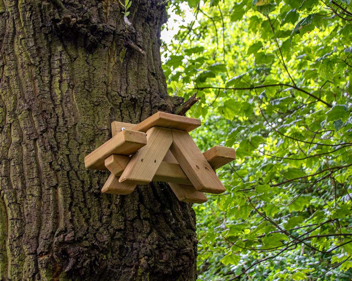 Bird-Watch-3